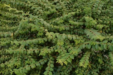 Closeup shot of Coralberry leaves in Santiago de los caballeros