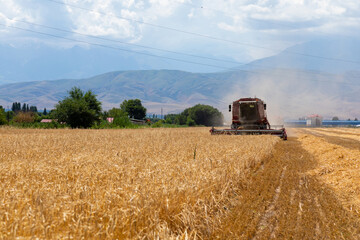 Fototapeta premium Combine Harvester Harvesting Wheat In Agricultural Field