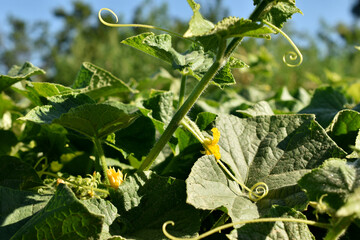 Cucumber branches with tendrils, ovaries and flowers.