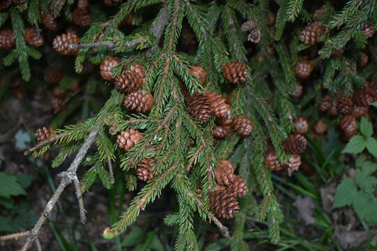 Tree Of Many Red Spruce Plants With Green Leaves