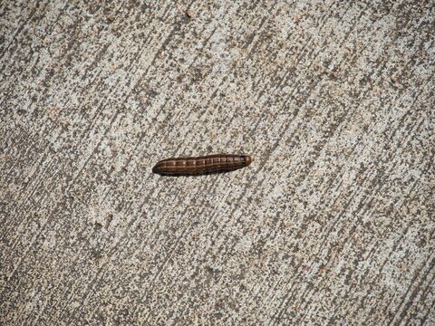 Closeup of an army cutworm on the ground