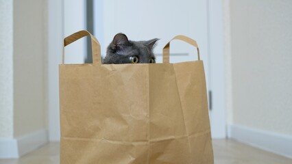 Yellow cat eyes peek out of a paper bag. Funny cat who hid in a bag from the supermarket. A gray...