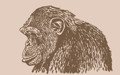 Obraz na płótnie Canvas Graphical portrait of gorilla on sepia , vector head of monkey, illustration