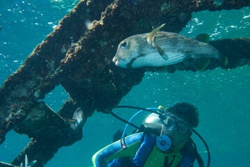 Underwater low-angle shot of a scuba diver and a Spot-fin porcupinefish