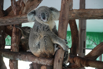 Close up Curious Koala Sitting on the Tree