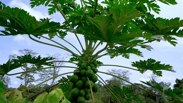 Tropical fruits. Papaya fruits grow on a palm tree