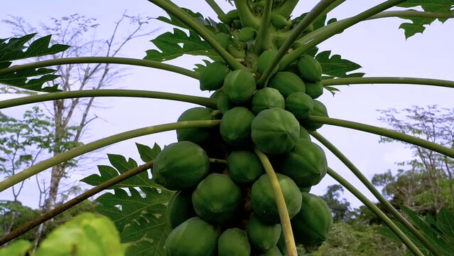 Papaya fruits grow on a palm tree with large leaves. Tropical trees and fruits