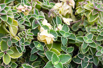 Obraz na płótnie Canvas Maxican mint, Fresh colorful leaves. Coleus amboinicus