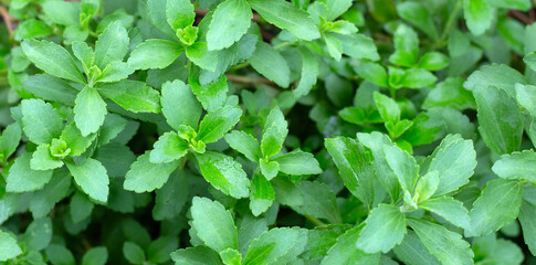 Green leaves of stevia plant - obrazy, fototapety, plakaty