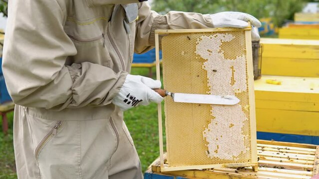 Beekeeper on an apiary, beekeeper is working with bees and beehives on the apiary, beekeeping or apiculture concept