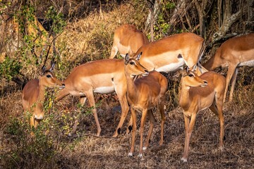 Beautiful shot of impalas (Aepyceros melampus) standing on a dry grass