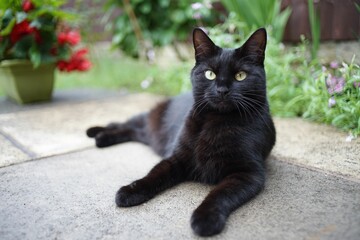 Shallow focus shot of the black Bombay cat sitting on the ground © Mackudog/Wirestock Creators