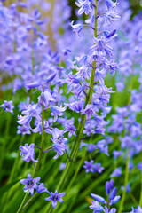Colorful purple flowers growing in a garden. Closeup of beautiful spanish bluebell or hyacinthoides hispanica foliage with vibrant petals blooming and blossoming in nature on a sunny day in spring