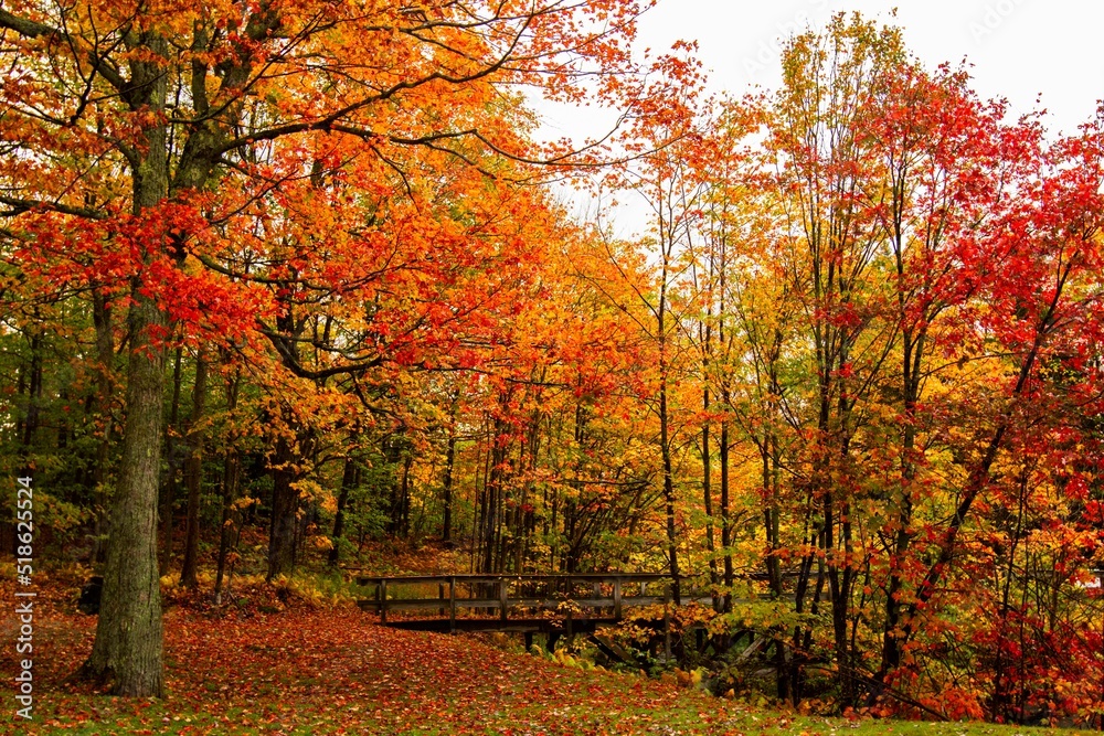 Wall mural beautiful shot of red maple trees with colorful leaves in the forest in autumn