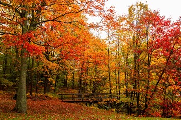 Beautiful shot of red maple trees with colorful leaves  in the forest in autumn