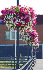 Flower baskets on the lampposts on a bridge in the Dutch town Hardenberg. The baskets contain pink and white petunias and pink geraniums.