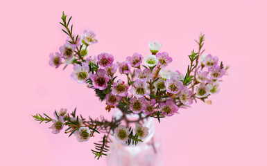 Fototapeta na wymiar Pink white waxflower on pink background.