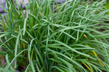 Fresh Chinese Chive, Green leaves