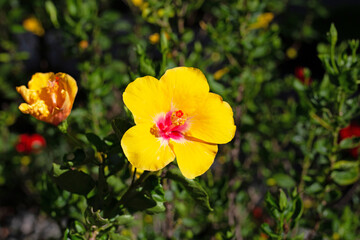 Blossom of hibiscus flower on tree