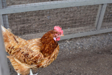 Hen in the chicken farm. Organic poultry house.