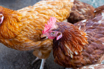 Hens in the chicken farm. Organic poultry house.