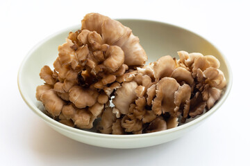 Maitake (Grifola frondose) mushroom on white background