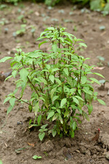 closeup the bunch ripe green mint plants with leaves growing in the farm soft focus natural green brown background.