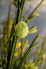 wanze auf einem pflanzenstiel