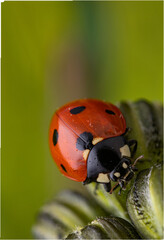 marienkäfer auf einer knosper