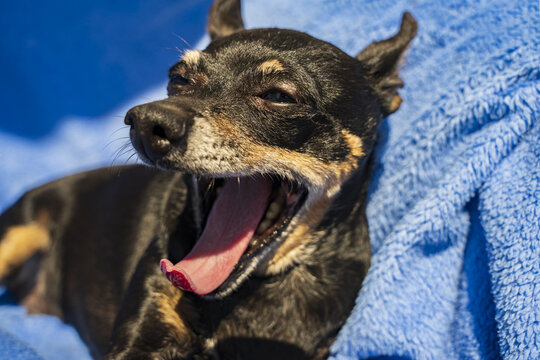Pies Pinczer miniatura, stary,  odpoczywa na niebieskim kocyku, ziewa, różowy język.
