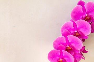 Pink flowers of the phalaenopsis dendrobium orchid on a gray beige background on the right. blank space for text. Background with orchid flowers