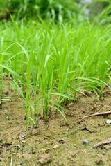 closeup the bunch green ripe paddy plant soil heap and growing in the farm with water drops soft focus natural green brown background.