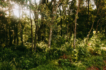 Rain Forest vegetation, Misiones province, Argentina.