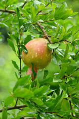closeup the green ripe pomegranate growing with leaves and branch in the farm soft focus natural green brown background.