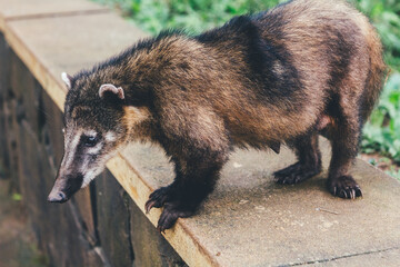 Nasua Nasua Coati from Iguazu Falls national park , Argentina