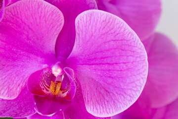 Lilac flower orchid dendrobium phalaenopsis close-up. High quality photo