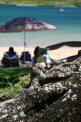 Rough tree branches on the beach with blur people under beach umbrella in Lihue, Kauai, Hawaii