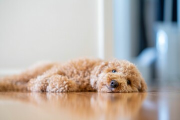 Beautiful shot of a poodle laying on a floor - Powered by Adobe