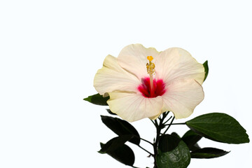 Hibiscus flower on white background.
