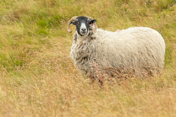 Scottish Blackface ewe, or female sheep with curly horns and thick fleece, stood in lush summer grousemoor habitat in Swaledale, North Yorkshire.  Facing front.   Horizontal, Space for copy. - obrazy, fototapety, plakaty