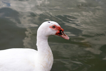 Duck swim in the pond