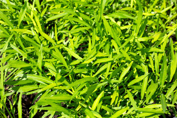 Water convolvulus in vegetable patch
