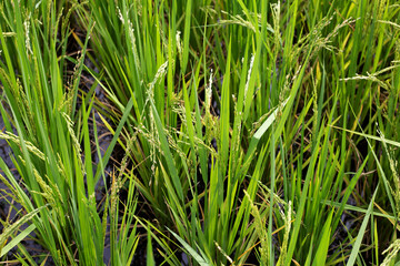 Rice plant in rice field.