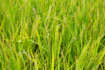 Rice plant in rice field.