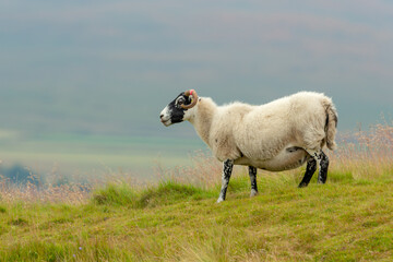 Scottish Blackface Swaledale ewe, or female sheep with curly horns and thick fleece, stood in a lush summer meadow in Swaledale, North Yorkshire.  Facing left.  Horizontal, Space for copy. © Moorland Roamer