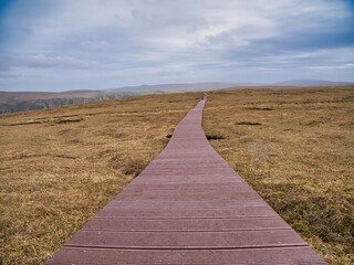 The new recycled plastic boardwalk takes visitors over fragile peatland and away from nesting birds...