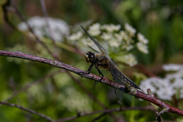 Close-up of a young yellowish dragonfly on a twig against a blurred background of thickets of forest grass and flowers at the end of a sunny summer day.