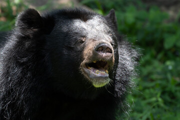 Obraz premium Close up Asiatic Black Bear