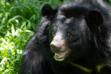 Close up Asiatic Black Bear