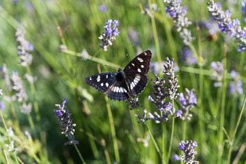 White admiral butterfly (limenitis arthemis) perched on lavender close up selective focus.